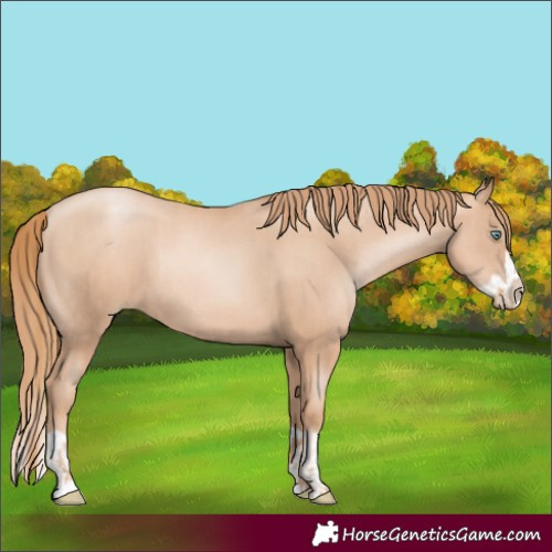 Horse Color:Gold Champagne Pearl Rabicano  and Gold Champagne Pearl Splash Rabicano 