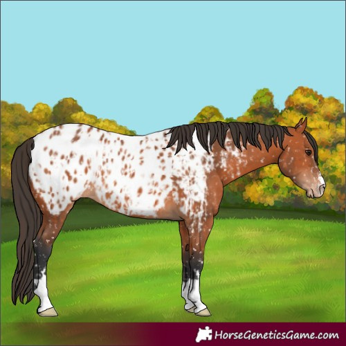 Horse Color:Bay Near Leopard  and Bay Near Leopard 