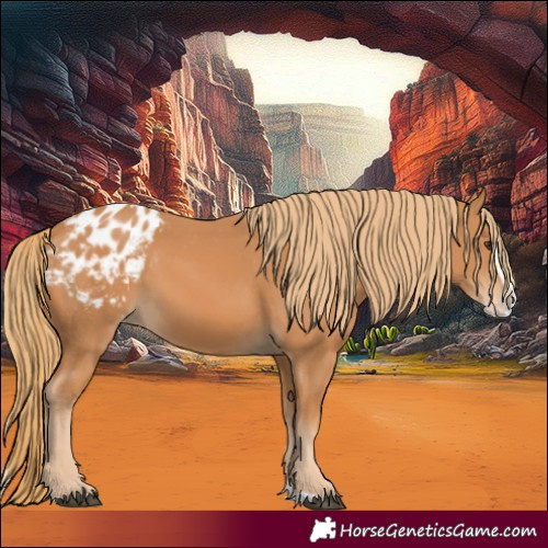 Horse Color:Chestnut Splash Appaloosa