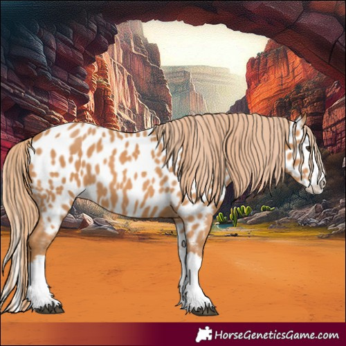 Horse Color:Chestnut Splash Appaloosa