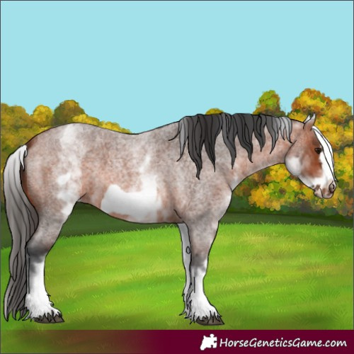 Horse Color:White Spotted Bay Roan Frame