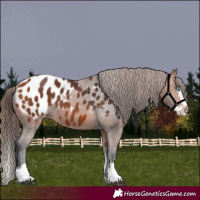 Horse Color:Bay Splash Appaloosa 
