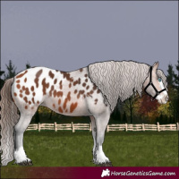 Horse Color:Bay Splash Appaloosa 