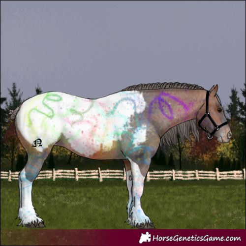 Horse Color:Bay Tobiano Appaloosa