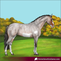 Horse Color:White Spotted Brown Roan Frame 