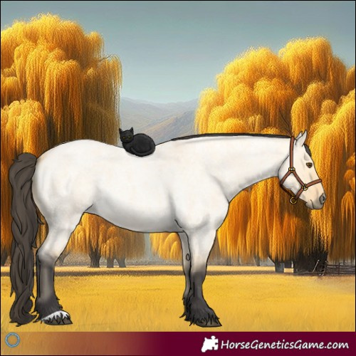 Horse Color:Buckskin Roan Dun 