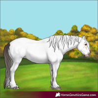 Horse Color:White Spotted Bay Dun Frame Rabicano 