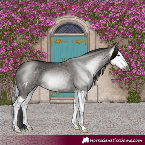 Horse Color:Gray Grullo Splash 