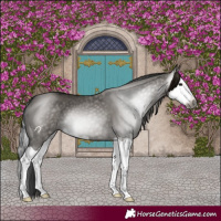 Horse Color:Gray Grullo Splash