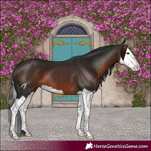 Horse Color:Brown Splash 