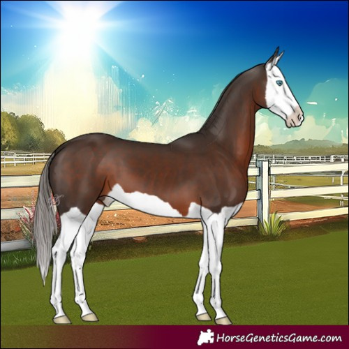 Horse Color:Liver Chestnut Splash 