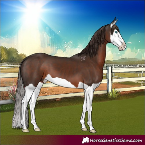 Horse Color:Liver Chestnut Splash 