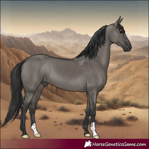 Horse Color:Grullo 