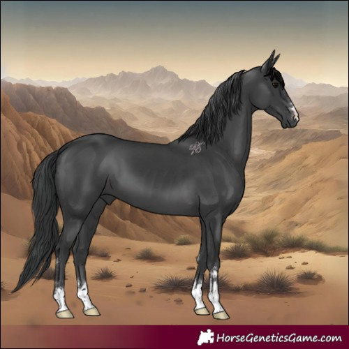 Horse Color:Black 
