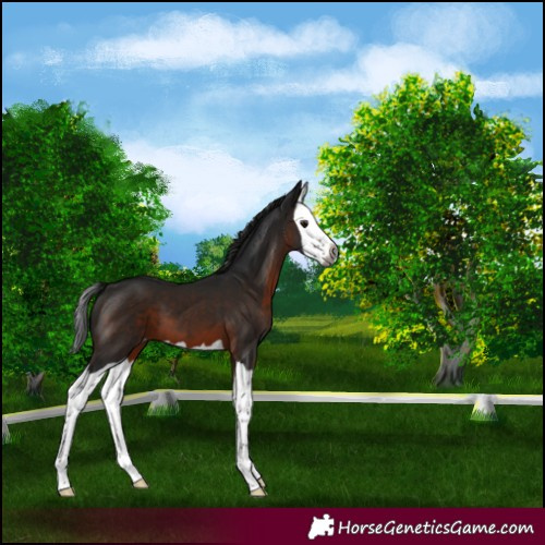 Horse Color:Gray Brown Splash Appaloosa 