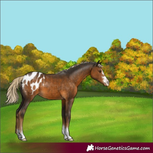 Horse Color:Chocolate Palomino Varnish 