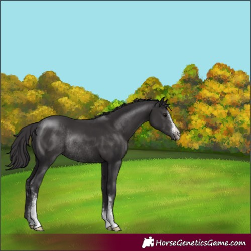 Horse Color:Smoky Black Sabino Rabicano 