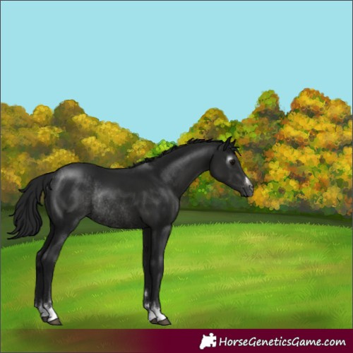 Horse Color:Gray Smoky Black Rabicano 