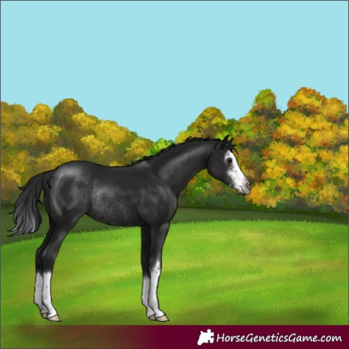 Horse Color:Gray Smoky Black Sabino Splash Rabicano 