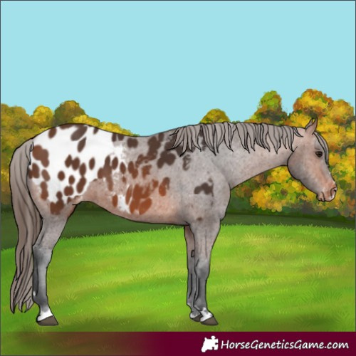 Horse Color:Bay Appaloosa 