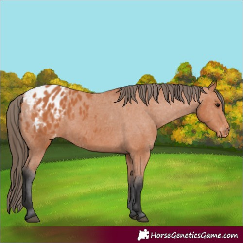 Horse Color:Bay Appaloosa 