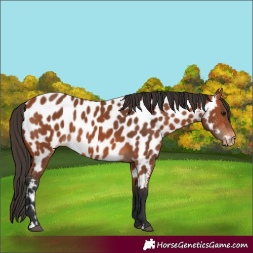 Horse Color:Bay Appaloosa 