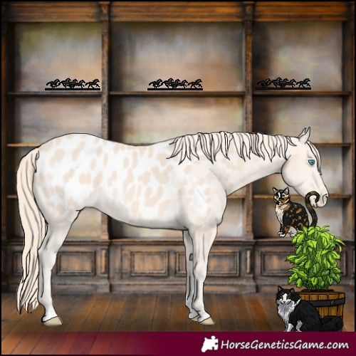 Horse Color:Perlino Appaloosa 