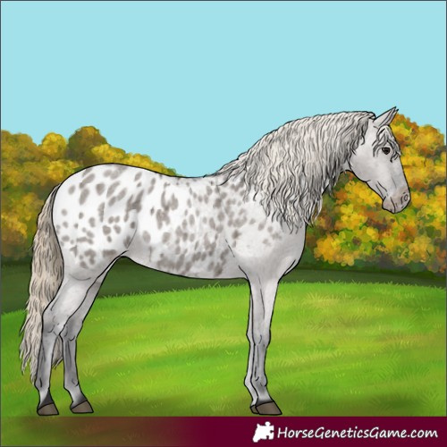 Horse Color:Smoky Grullo Roan Appaloosa 
