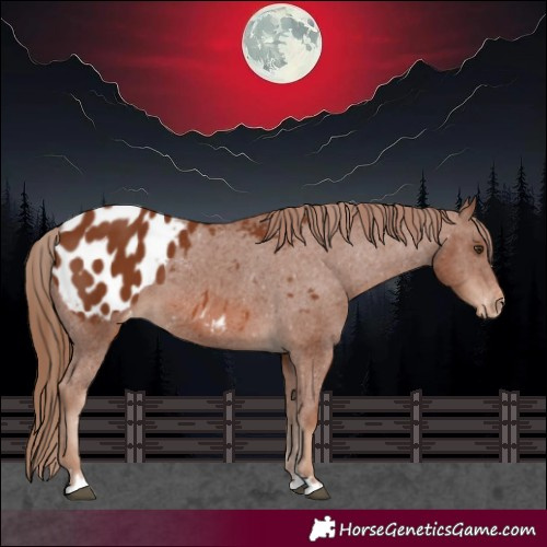 Horse Color:Chestnut Appaloosa 