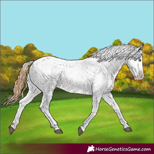 Horse Color:Red Dun Appaloosa and White Spotted Red Dun Appaloosa