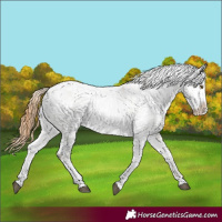 Horse Color:Red Dun Appaloosa  and White Spotted Red Dun Appaloosa 
