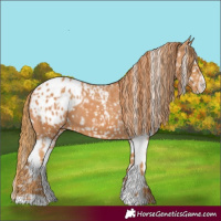 Horse Color:Chestnut Appaloosa  and Chestnut Splash Appaloosa 