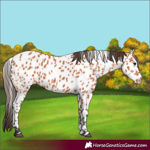 Horse Color:Bay Appaloosa 