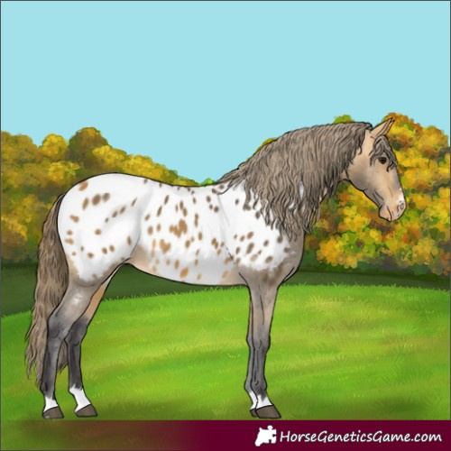 Horse Color:Buckskin Appaloosa 