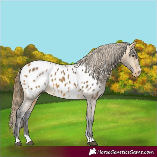 Horse Color:Buckskin Appaloosa 