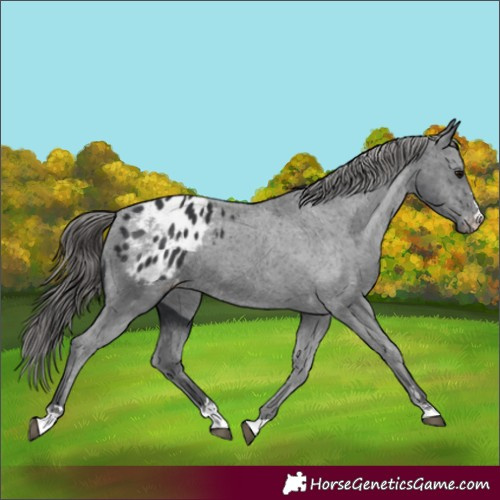 Horse Color:Black Appaloosa 