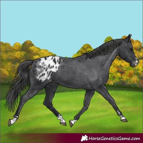Horse Color:Black Blanket 
