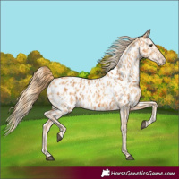 Horse Color:Chestnut Appaloosa  and Gold Champagne Appaloosa 
