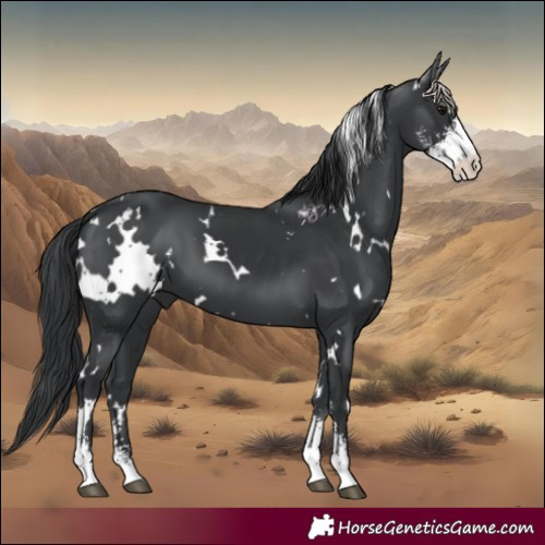 Horse Color:White Spotted Black Sabino 