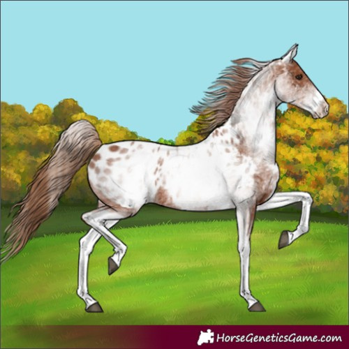 Horse Color:White Spotted Chestnut Appaloosa 