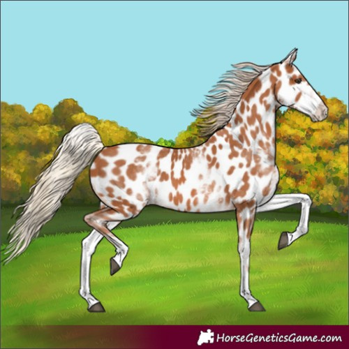 Horse Color:White Spotted Chestnut Appaloosa 
