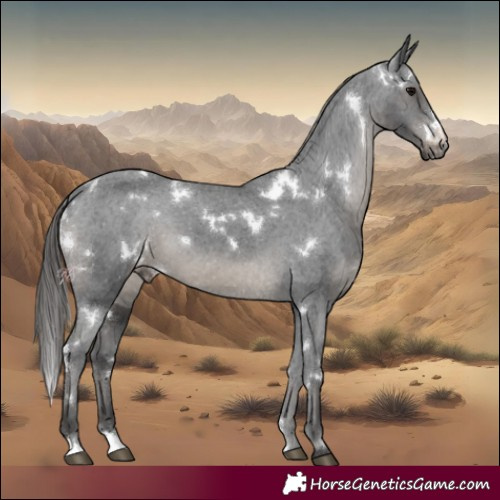 Horse Color:White Spotted Black Appaloosa 