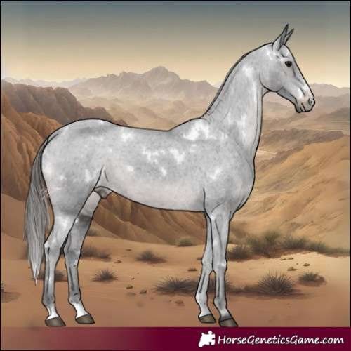 Horse Color:White Spotted Black Appaloosa 
