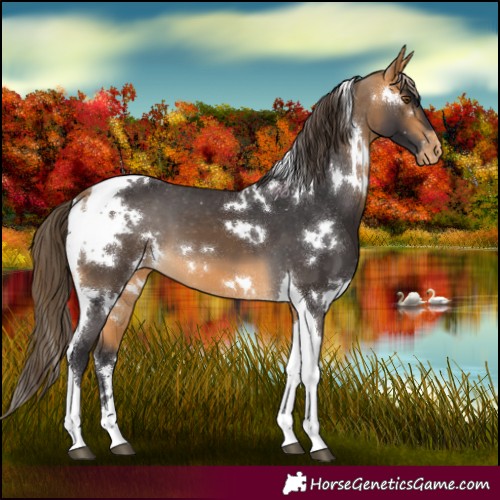 Horse Color:White Spotted Buckskin Tobiano Appaloosa 