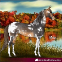 Horse Color:White Spotted Buckskin Tobiano Varnish