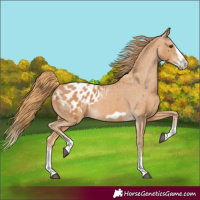 Horse Color:Chestnut Splash Frame Appaloosa
