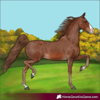 Horse Color:Chestnut Splash Frame Varnish