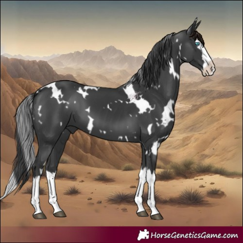 Horse Color:White Spotted Black Splash 