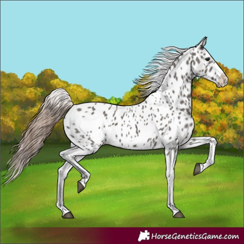 Horse Color:Grullo Splash Frame Near Leopard