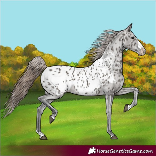 Horse Color:Grullo Splash Frame Appaloosa 
